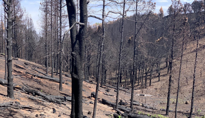 Declaran en alerta por riesgo de incendios a Gran Canaria a partir del martes