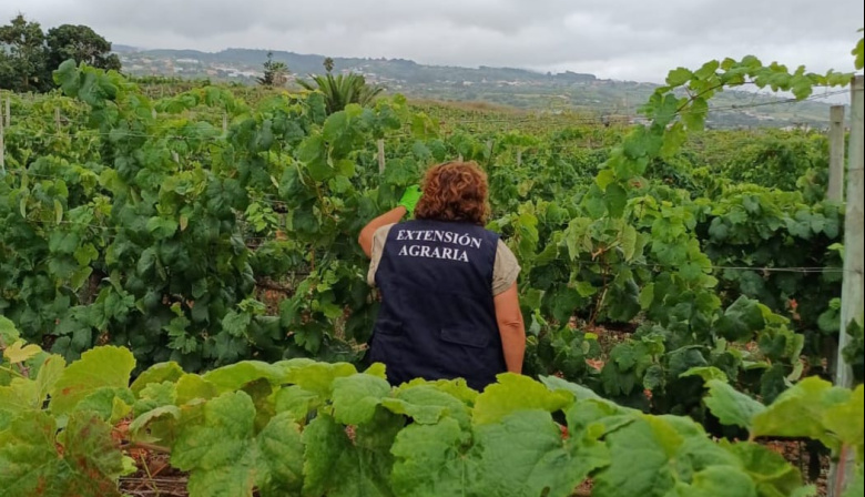 Un equipo de 22 agentes de Extensión Agraria del Cabildo trabaja para el control de la filoxera en Tenerife