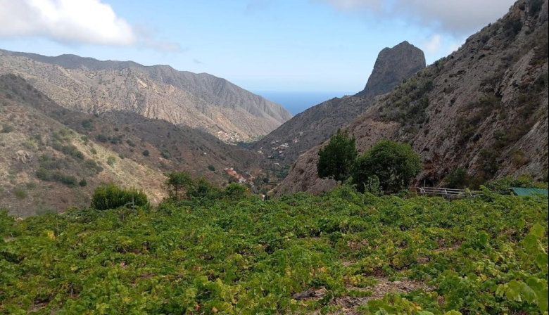 El Cabildo de La Gomera convoca una reunión con el sector vitivinícola y bodeguero para abordar la actualidad de la filoxera