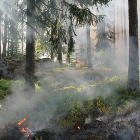 El Gobierno estudia medidas extraordinarias ante el elevado riesgo de incendios forestales en Canarias