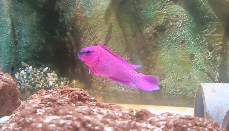 Una investigación de ECOAQUA aporta soluciones innovadoras para los acuarios públicos