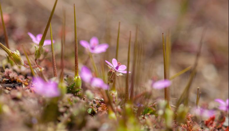 Gran Canaria se suma al V Biomaratón de Flora Española con rutas botánicas en espacios naturales protegidos