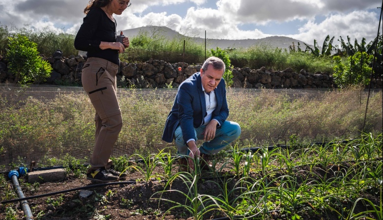 El Cabildo de Tenerife distribuye más de 162.000 euros entre 114 agricultores para la lucha contra la polilla guatemalteca