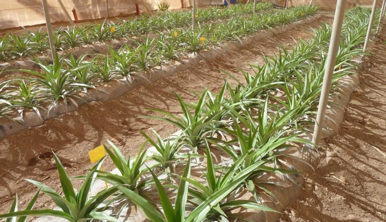 El Gobierno canario invertirá más de 600.000 euros para la recuperación de la piña en El Hierro
