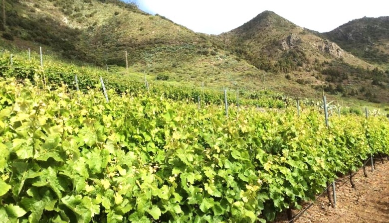 El ICIA se asocia con la Plataforma Tecnológica del Vino para impulsar la investigación en el sector vitivinícola