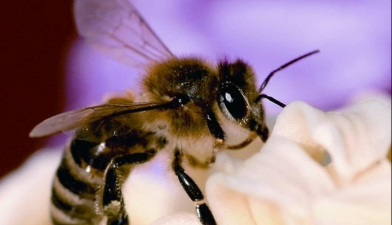 El Gobierno canario concede 543.000 euros en ayudas POSEI a la producción de miel de raza autóctona de abeja negra