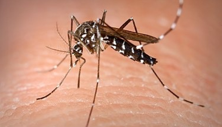 Sanidad da por cerrado el episodio por detección de Aedes albopictus en un barrio de Santa Cruz de Tenerife