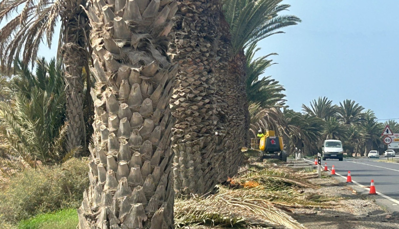 El Cabildo de Fuerteventura poda y sana las 220 palmeras de la entrada a Gran Tarajal
