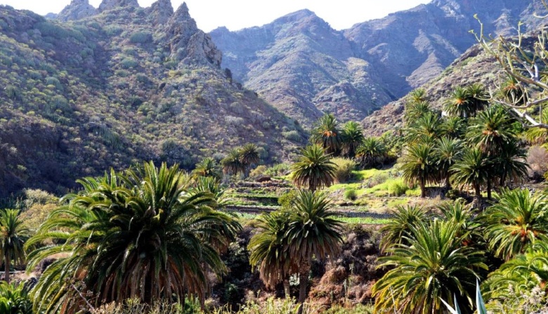 El ITER desarrolla un proyecto para identificar especies vegetales de Canarias que reduzcan el calor