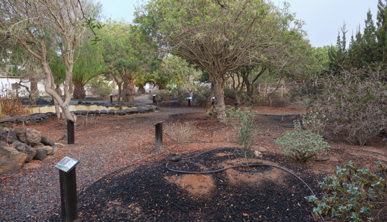 El Cabildo de Fuerteventura impulsa la conservación de ecosistemas terrestres con un proyecto de restauración ambiental