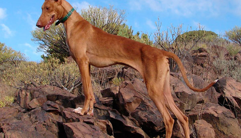 Fuerteventura abre los campos de entrenamiento para perros de caza