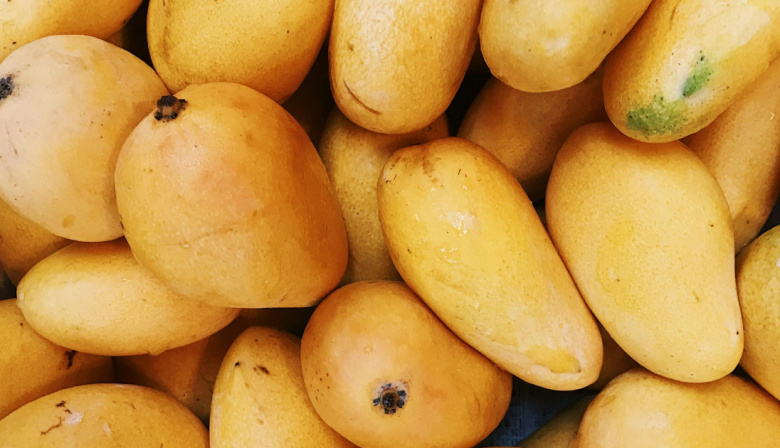 Mogán promueve la introducción de la variedad de mango Ataúlfo con la entrega de 100 plantones