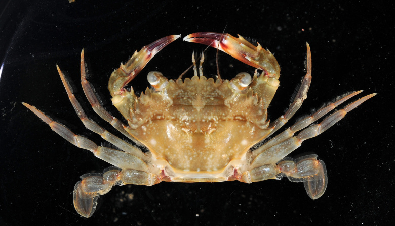 Detectan microplásticos en más de la mitad de los cangrejos invasores Cronius ruber en playas de Gran Canaria