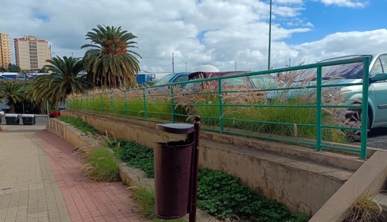 La ACBC reclama el control del rabogato, especie invasora, en aceras y espacios públicos de Las Palmas de Gran Canaria
