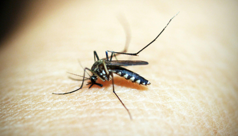 Las alergias cutáneas, alimentarias y por picaduras de insectos son las reinas del verano