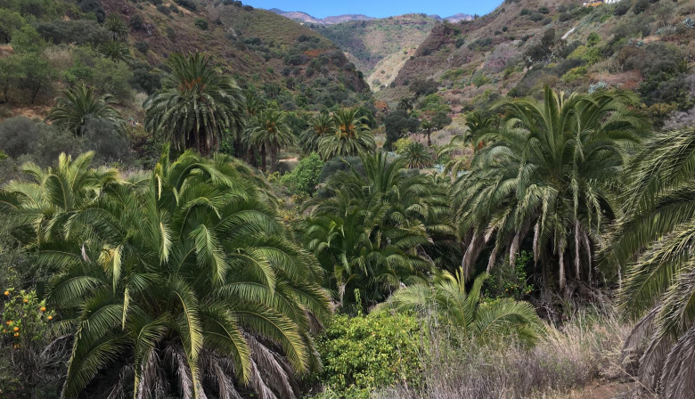 Gran Canaria amplia las fuentes semilleras de palmera canaria para la obtención de semillas con calidad genética