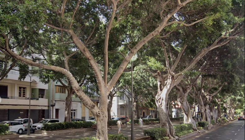 Ingenieros agrónomos advierten de que la ley canaria de arbolado urbano va a "colapsar" los servicios municipales