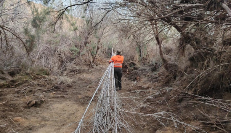 Cabildo de Fuerteventura y Consejo Insular de Aguas limpian de ramas basales varios tramos del barranco del Valle