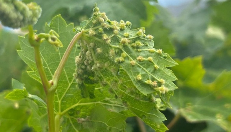 Canarias prohibirá el movimiento de material vegetal entre islas tras el foco de filoxera de la vid de Tenerife