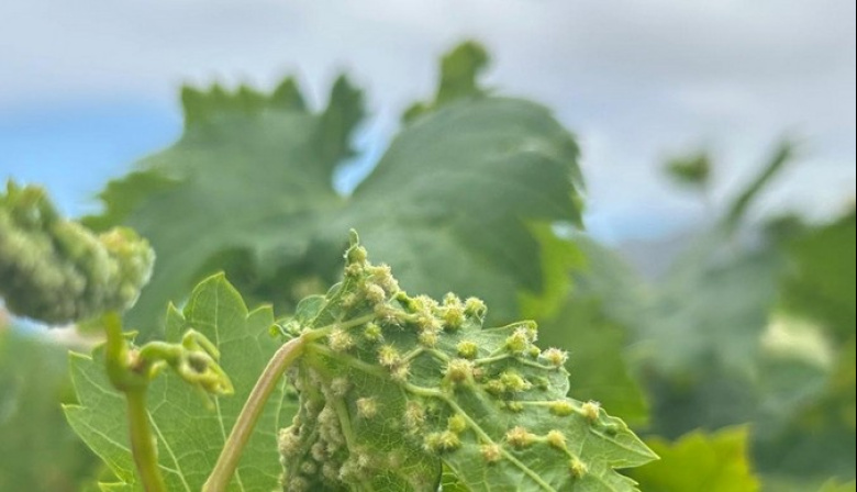 La Gomera difunde información entre sus viticultores frente a la filoxera de la vid tras su detección en Tenerife