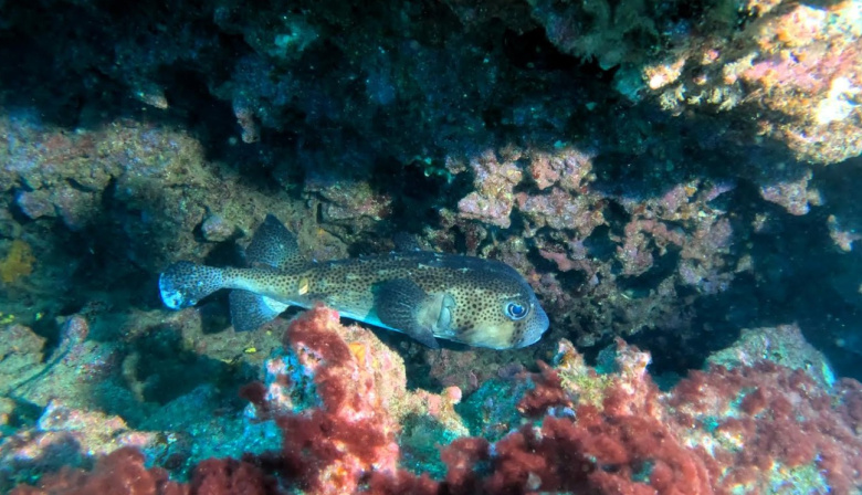 El proyecto AMPLIA organiza 4 talleres para definir una propuesta colectiva de ampliación y ordenación futura del espacio marino de las Reservas de la Biosfera de las islas orientales