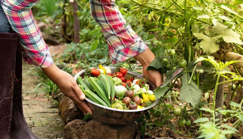 España se consolida como primer país europeo en superficie de producción ecológica