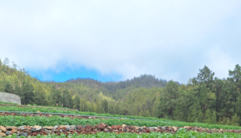 El Cabildo pone en marcha un proyecto para valorizar el cultivo de la papa en Tenerife