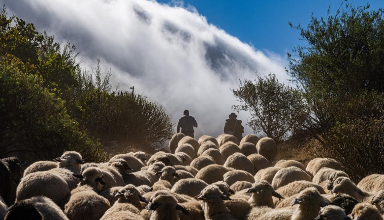 El Cabildo adjudica a 34 familias ganaderas la gestión de 2.269 hectáreas con “ovejas y cabras bombero” para prevenir incendios forestales en Gran Canaria