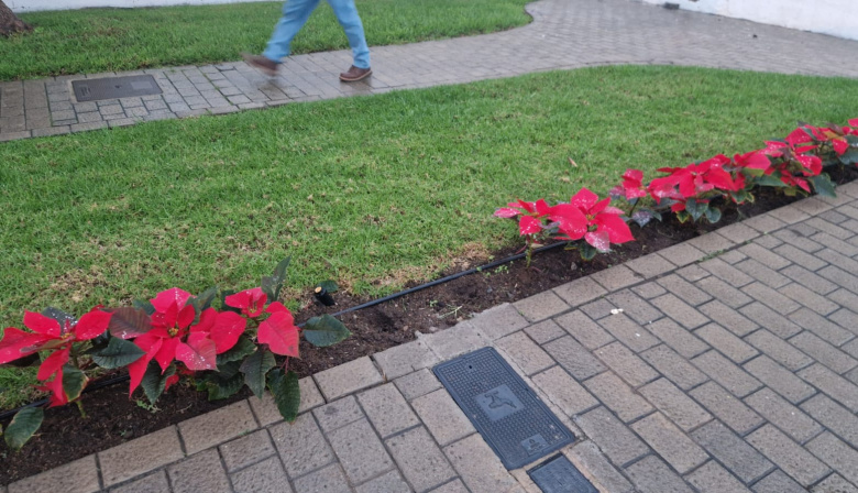 Arucas condena los actos vandálicos contra la decoración navideña y las flores de Pascua en varios distritos