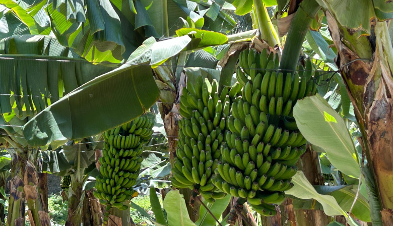 El Gobierno de Canarias abona el primer pago de la ayuda del POSEI al plátano