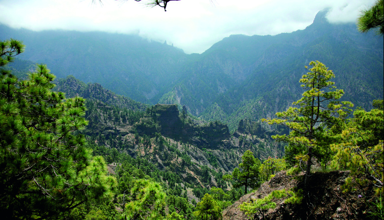 Transición Ecológica mantiene abierta la consulta pública del anteproyecto de la Ley de Montes de Canarias