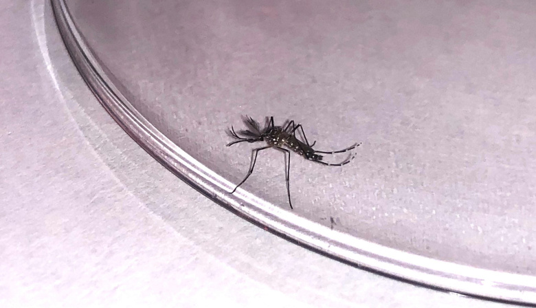 Sanidad informa de una nueva detección de Aedes aegypti en el Puerto de Santa Cruz de Tenerife