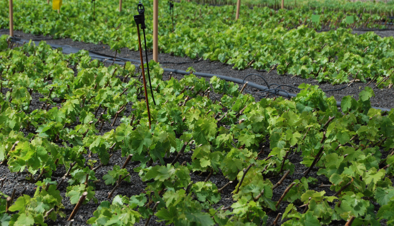El Cabildo de Lanzarote comienza la campaña de estaquillado de viña 2026