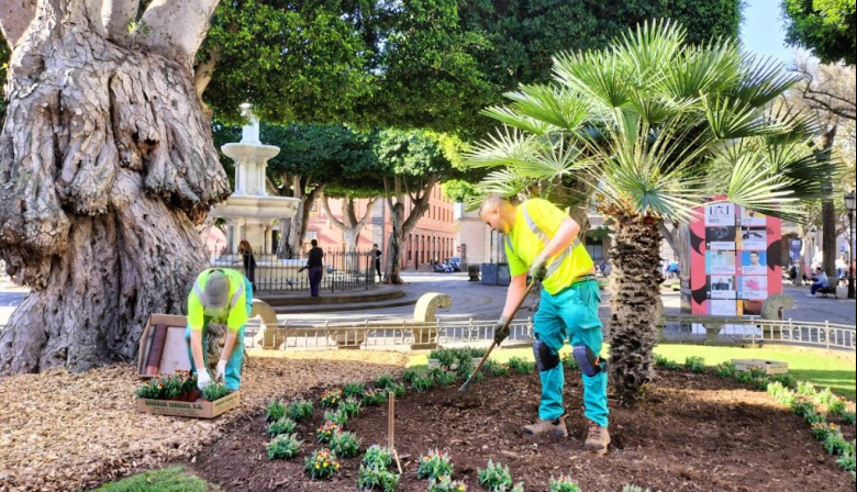 La Laguna añade color a sus espacios ajardinados con una nueva plantación de flores de temporada