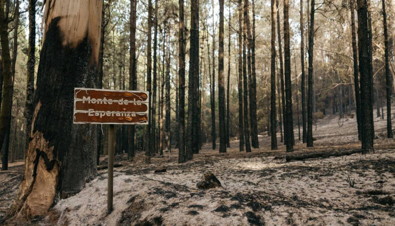 El Cabildo de Tenerife impulsa la regeneración de la pinocha dentro del Plan Bianual de Aprovechamientos Forestales 2026-2027