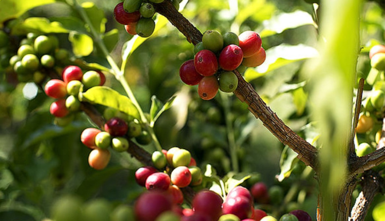 Agaete forma en el cultivo de café para impulsar sus fincas y el agroturismo