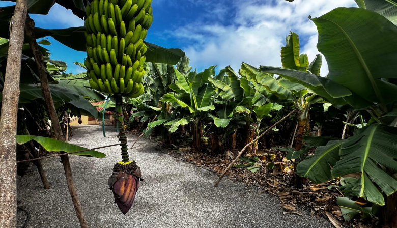El precio unitario del seguro del plátano sube más de un 15 % tras dos décadas sin cambios