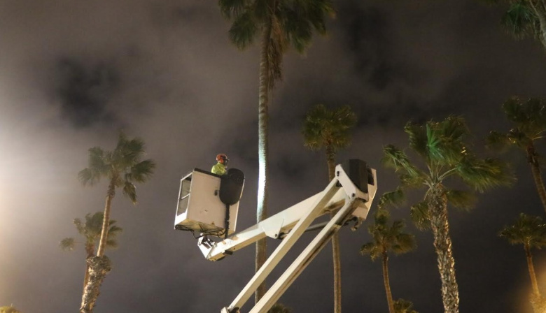 Parques y Jardines de Las Palmas de Gran Canaria finaliza sus intervenciones en la mediana de la Avenida Marítima