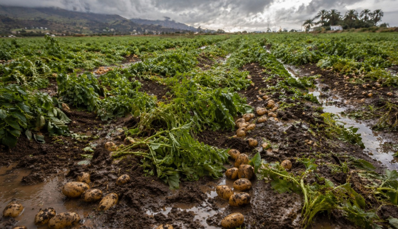 Los cultivos del aguacate, el plátano y la papa, los principales afectados tras el paso de la borrasca 'Therese'