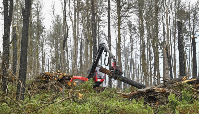 El Cabildo de Tenerife refuerza al Sector Primario con el reparto gratuito de astilla forestal