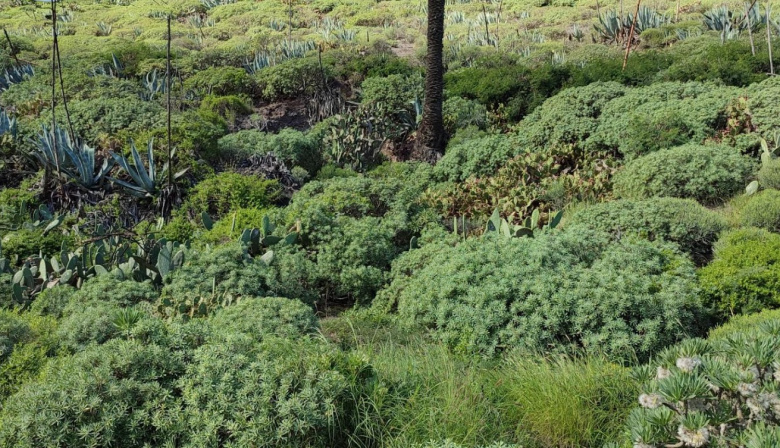 Arucas abre la convocatoria para presentar terrenos agrícolas para recuperación paisajística