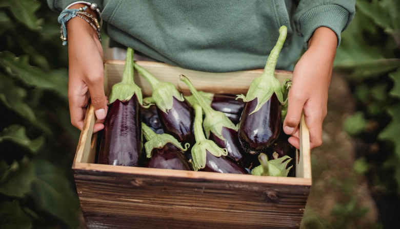 Las berenjenas, el producto agrícola que más ha subido su precio en origen durante el último año en Canarias