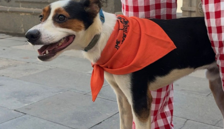 Las Palmas de Gran Canaria refuerza el bienestar animal con 380 esterilizaciones felinas y 33 adopciones en el primer trimestre de 2026