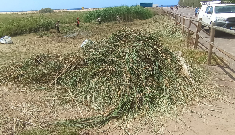 El Cabildo de Fuerteventura actúa con contundencia sobre el carrizo invasor de El Saladar de Jandía con el respaldo de la Unión Europea