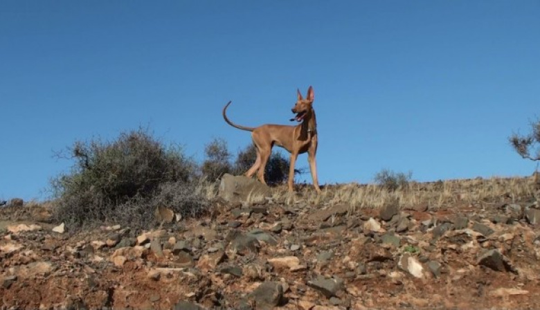El Cabildo de Fuerteventura abre los campos de entrenamiento para perros de caza a partir de este 17 de mayo