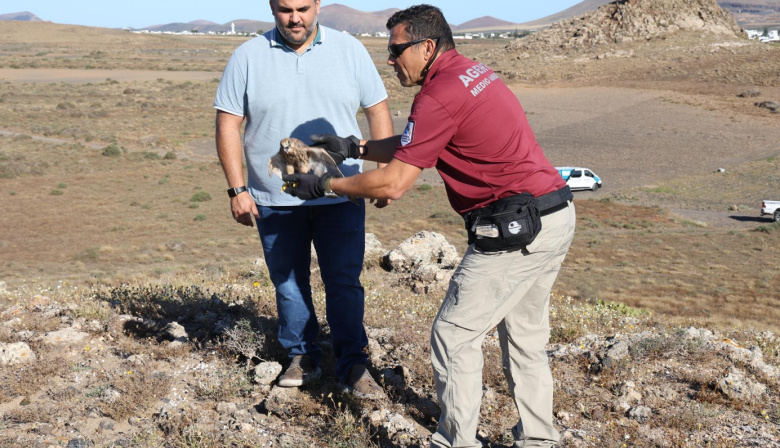 El Cabildo coordina la recuperación de fauna silvestre herida en distintos puntos de Lanzarote