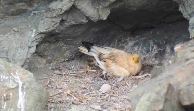 El Cabildo de Fuerteventura agradece la actitud ejemplar de la ciudadanía durante el periodo de reproducción de fauna silvestre