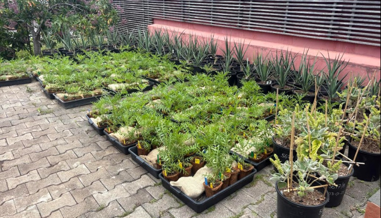 El Jardín Botánico Canario refuerza la recuperación de la flora endémica amenazada de Gran Canaria mediante un enfoque científico-técnico multidisciplinar