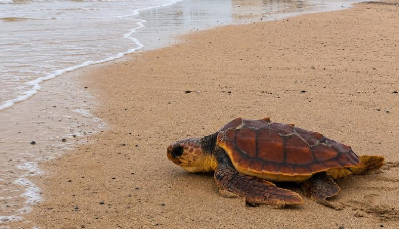 El Cabildo de Fuerteventura recuerda que la mejor ayuda para una tortuga marina en apuros es llamar al 112