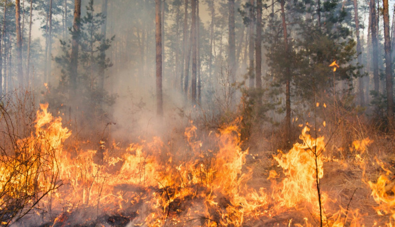 Canarias activará este domingo la situación de alerta por riesgo de incendios forestales en Gran Canaria y Tenerife
